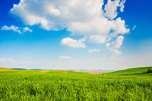 istock Field of green fresh grass under blue sky 172335007