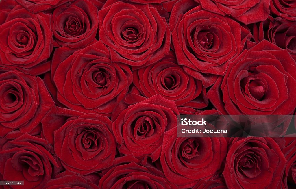 Sfondo rosa rossa - Foto stock royalty-free di Composizione orizzontale