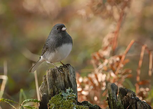 Male Dark-Eyed Junco perched on a tree stump in Northern Wisconsin