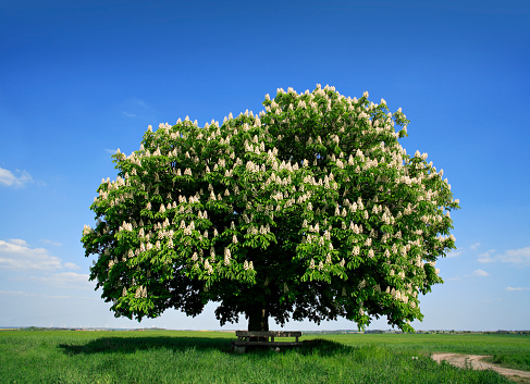 Nicely shaped tree in spring landscape