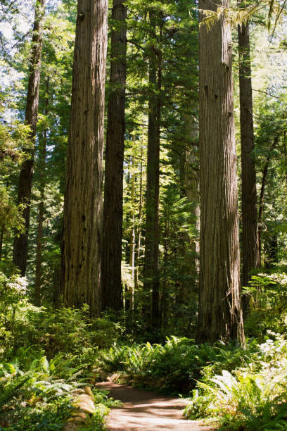 camino a través de las secuoyas - rainforest redwood sequoia footpath fotografías e imágenes de stock