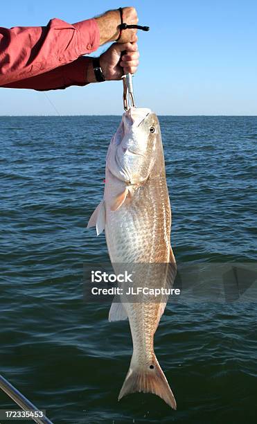 Sciaenops Ocellatustoro Rojo Contra Agua Azul Foto de stock y más banco de imágenes de Sciaenops ocellatus - Sciaenops ocellatus, Grande, Actividades recreativas