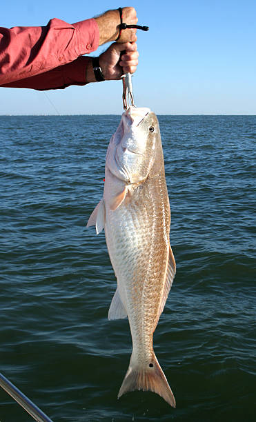 istock Redfish - Bull Red Against Blue Water 172335453