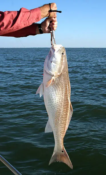 "a large redfish weighing 18 pounds, called a bull red,being held by a fishermanPlease take a look at my other fishing photos:"