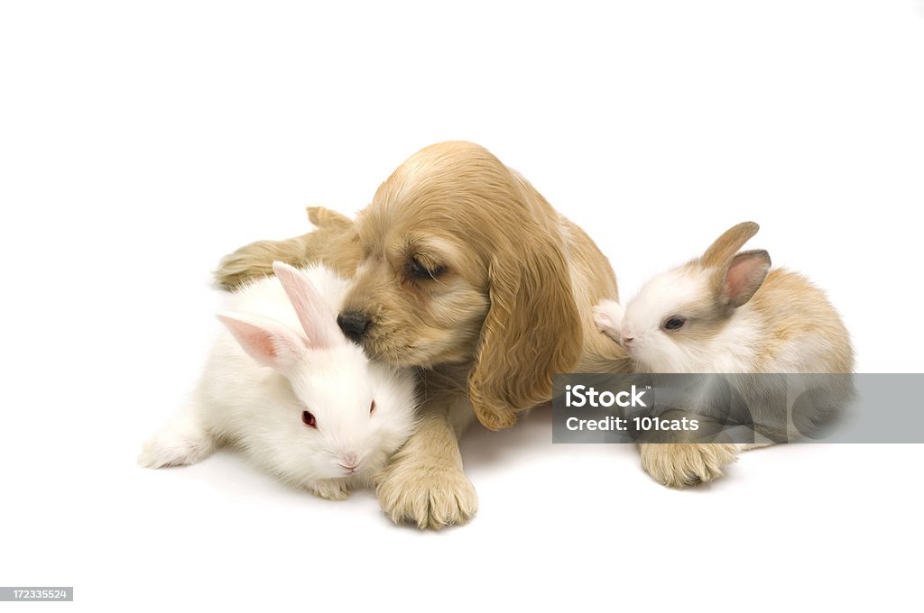 Perros y conejos. - Foto de stock de Almohadillas - Pata de animal libre de derechos