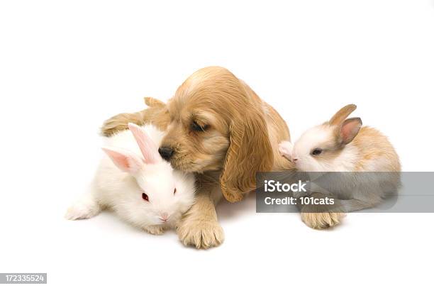 경견 및 토끼 강아지-어린 동물에 대한 스톡 사진 및 기타 이미지 - 강아지-어린 동물, 개, 귀여운