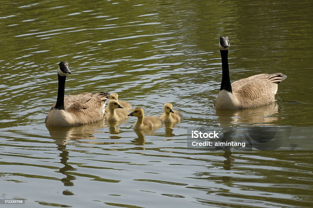 Famille d'oies - Photo de Animal nouveau-né libre de droits