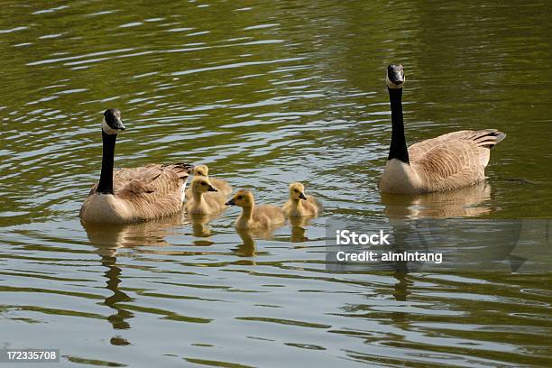 Photo libre de droit de Famille Doies banque d'images et plus d'images libres de droit de Animal nouveau-né - Animal nouveau-né, Bernache du Canada, Eau