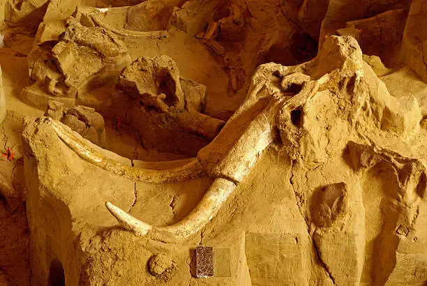 Excavation of a Columbian Mammoth skeleton showing skull and ivory tusks.