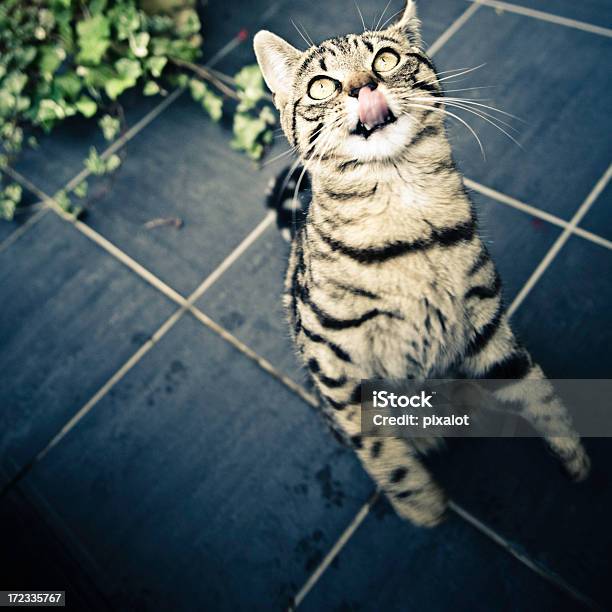 Gimme Yummie Stock Photo - Download Image Now - Animal, Approaching, Beauty