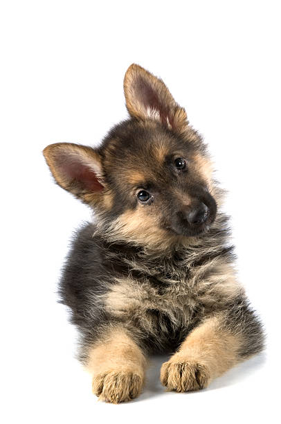 young dog little dog ( 2 months ) police dog handler stock pictures, royalty-free photos & images