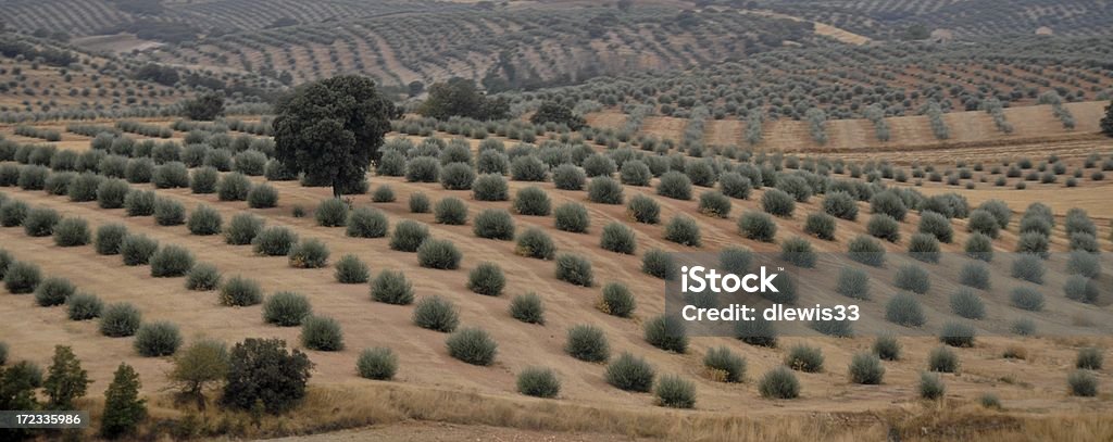 Milhas de oliveiras - Royalty-free Agricultura Foto de stock