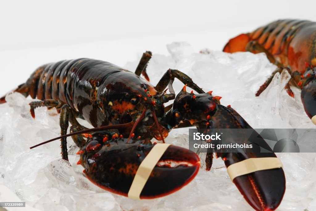 바닷가재 - 로열티 프리 랍스터-해산물 스톡 사진