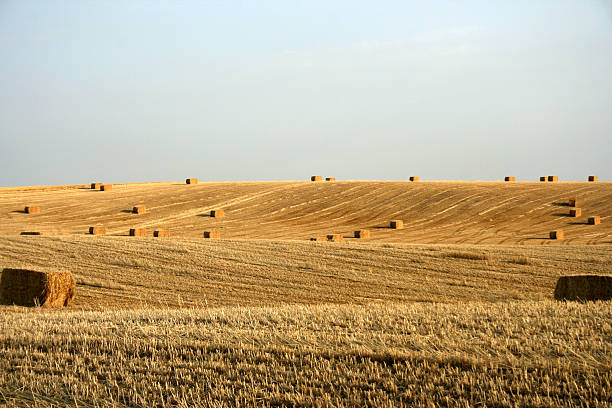 istock Hay bales and eastern washington sky 172336019