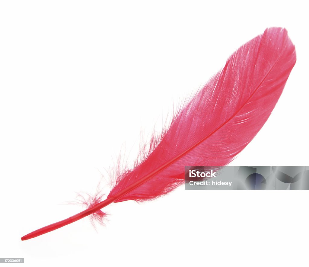 Red Feather - Lizenzfrei Feder Stock-Foto