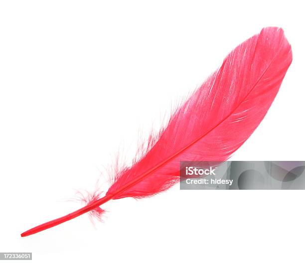 Red Feather Stockfoto und mehr Bilder von Feder - Feder, Rot, Weißer Hintergrund