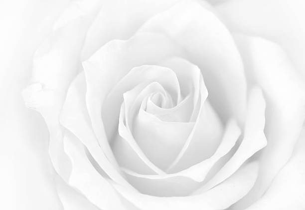 istock Close-up of White Rose Flower 172336644