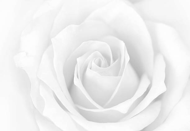 Close-up of White Rose Flower stock photo