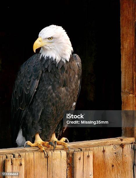 Weißkopfseeadler Auf Scheunentor Stockfoto und mehr Bilder von Adler - Adler, Architektonisches Detail, Einzelnes Tier