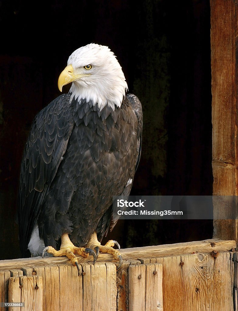 Pigargo-americano na Porta de Celeiro - Royalty-free Animal Foto de stock