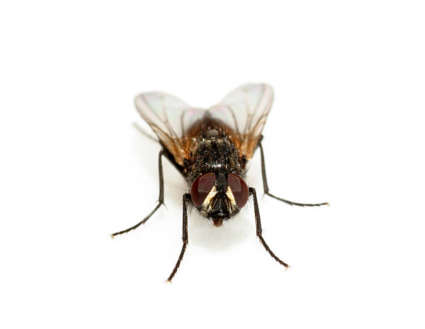 Front view of fly Face to face with a fly sponger stock pictures, royalty-free photos & images