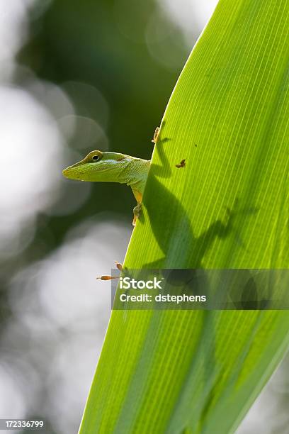 Lizard Silhouette Stock Photo - Download Image Now - Animal, Animal Body, Animal Scale