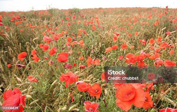 Foto de Wild Poppies e mais fotos de stock de Agricultura - Agricultura, Arbusto, Azul