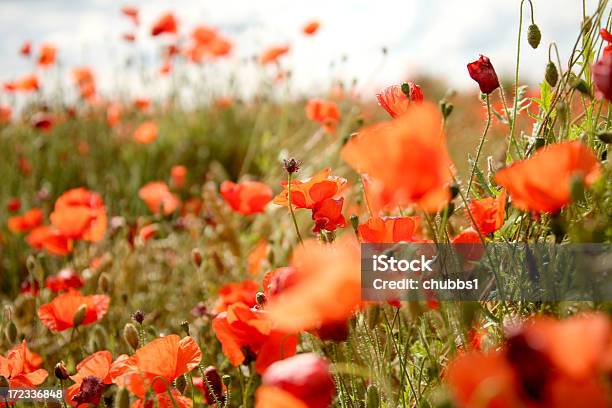 Wild Poppies - Fotografie stock e altre immagini di Agricoltura - Agricoltura, Albero, Ambientazione esterna