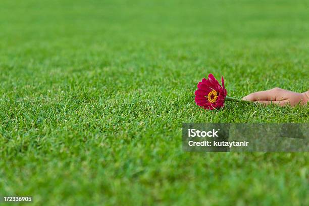 Uma Flor - Fotografias de stock e mais imagens de Adulto - Adulto, Agricultura, Alegria