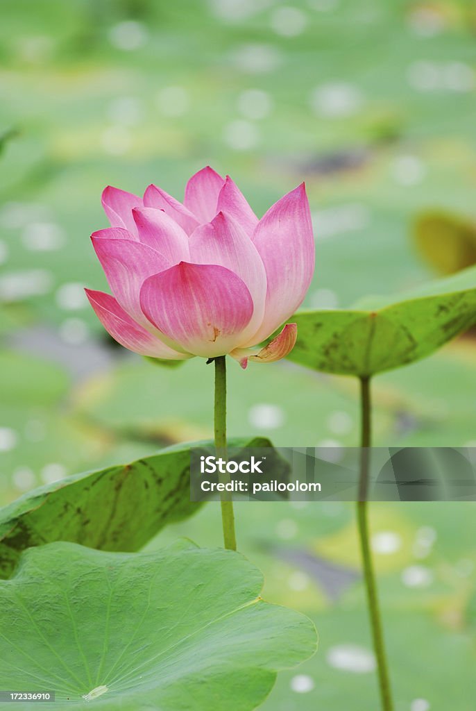 lotus rose - Photo de Beauté libre de droits