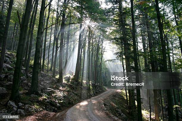 Promienie Światło - zdjęcia stockowe i więcej obrazów Bez ludzi - Bez ludzi, Droga, Drzewo