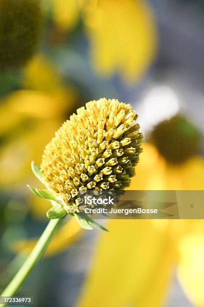 Blüte Nahaufnahme Up Stockfoto und mehr Bilder von Blume - Blume, Blume aus gemäßigter Klimazone, Blüte