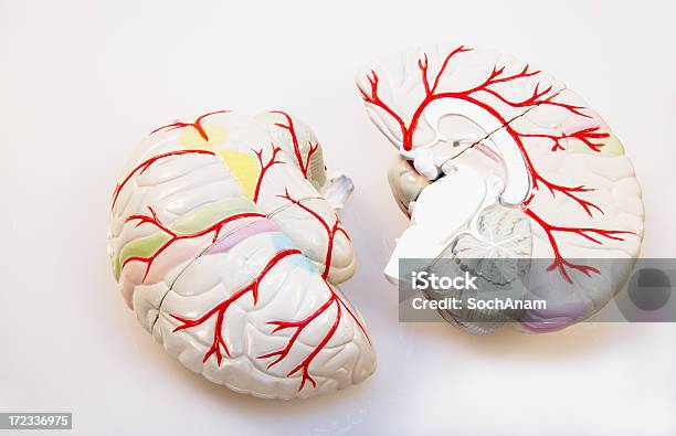 Modello Del Cervello In Due Sezioni Con Le Arterie Importanti - Fotografie stock e altre immagini di Area visiva