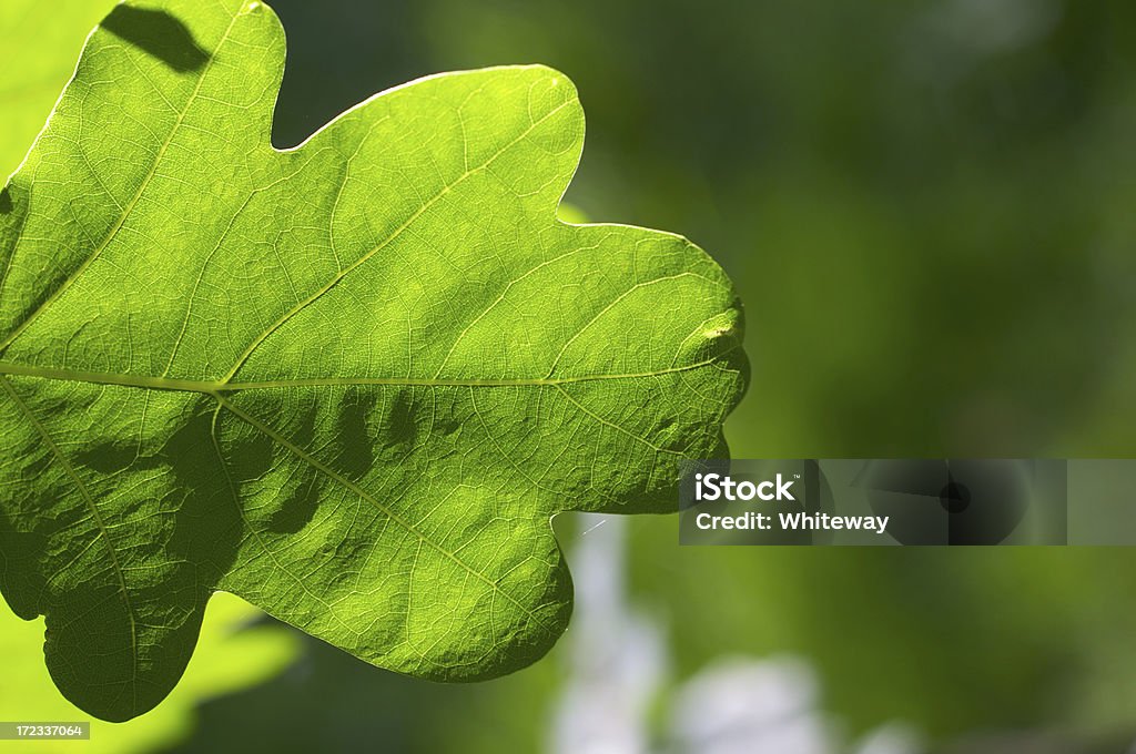 Folha de carvalho, detalhes em close-up - Foto de stock de Folha de Carvalho royalty-free