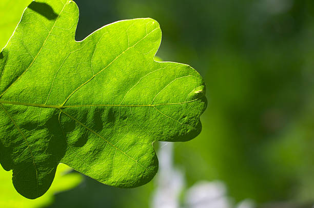 folha de carvalho detalhada plano aproximado - oak leaf leaf oak tree spring imagens e fotografias de stock