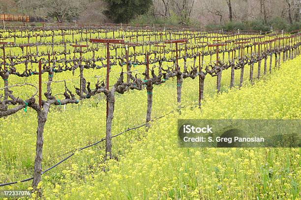 Vinha Na Primavera - Fotografias de stock e mais imagens de Ao Ar Livre - Ao Ar Livre, Califórnia, Campo agrícola