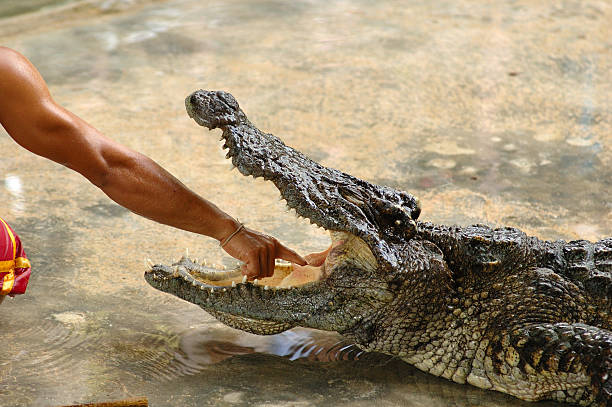 Crocodile show stock photo