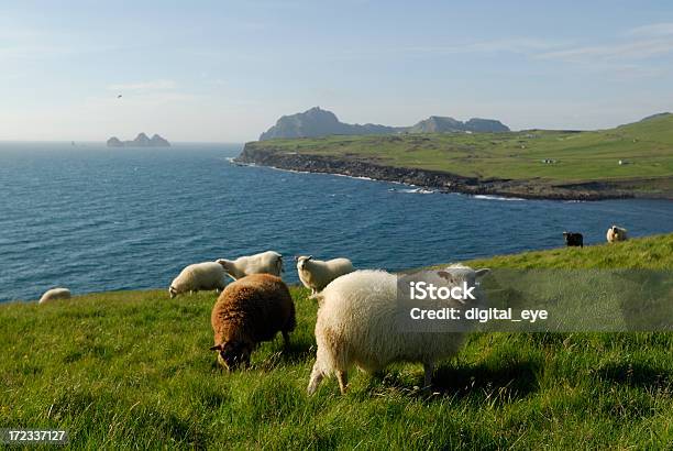 Heimaey Sheeps Diguida Islanda - Fotografie stock e altre immagini di Montagna - Montagna, Acqua, Ambientazione esterna