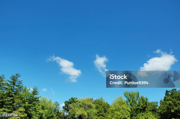 Avidità Tree Top E Blu Cielo - Fotografie stock e altre immagini di Cima di albero - Cima di albero, Cielo, Albero