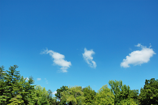 Tree tops and blue sky dotted with clouds.  Some of My Personal Collections: