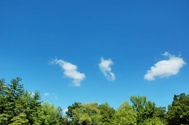 chciwość drzewo topy i blue sky - treetop zdjęcia i obrazy z banku zdjęć