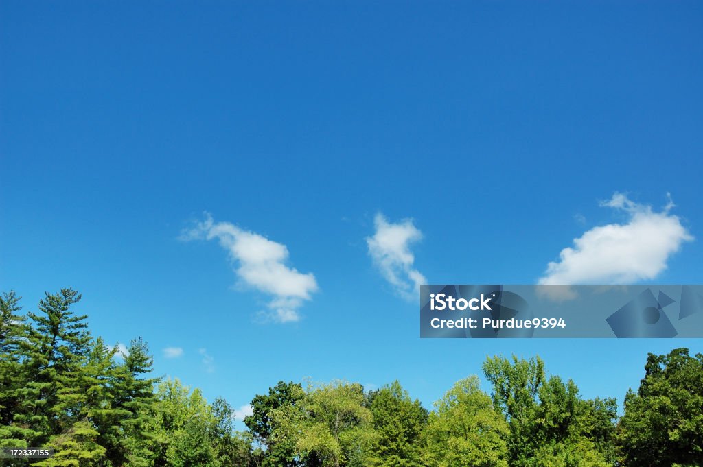 A ganância copas e céu azul - Foto de stock de Copa royalty-free