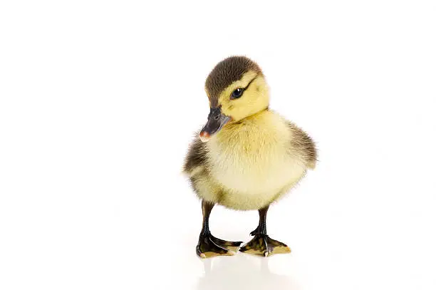 A young duck on white background.