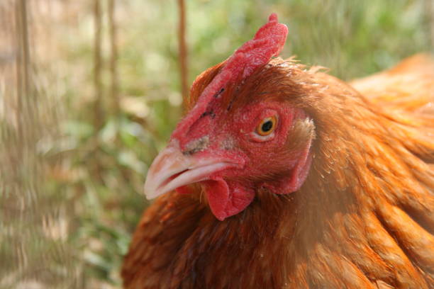 Chicken Close-Up stock photo