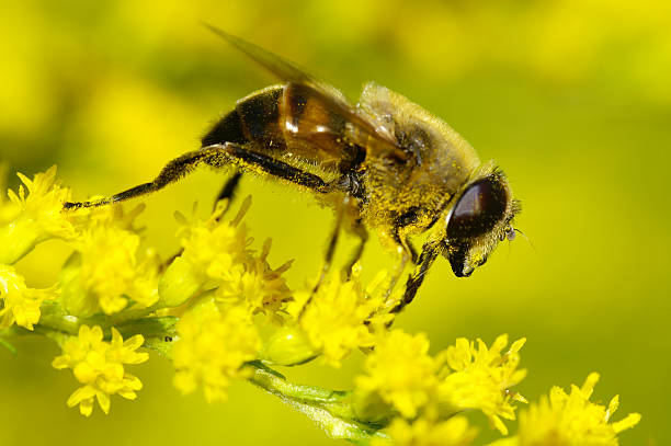 istock Dung bee on goldenrod 1 172337369