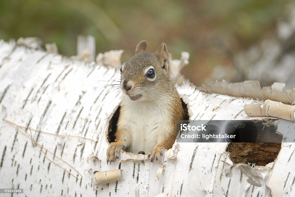 Who's out there? Northern Wisconsin Autumn scene of a Red Squirrel peeking out of a hole in a downed White Birch tree Autumn Stock Photo