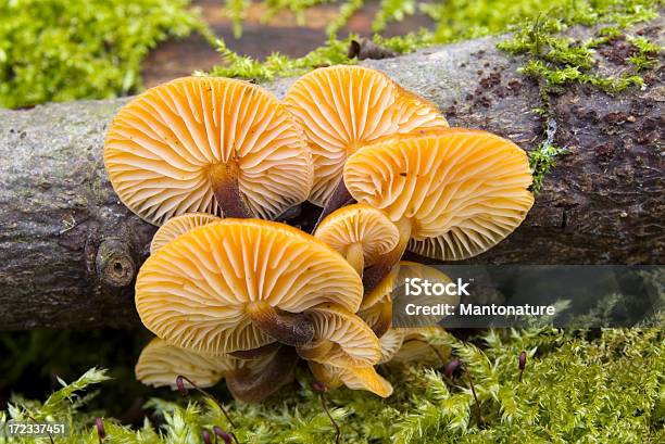 Fungo Madeira Flammula Velutipes - Fotografias de stock e mais imagens de Cogumelo - Cogumelo, Beleza natural, Botânica - Ciência de plantas