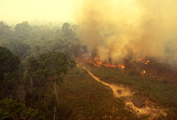 feu dans la forêt amazonienne - réseau mondial de réserves de biosphère photos et images de collection