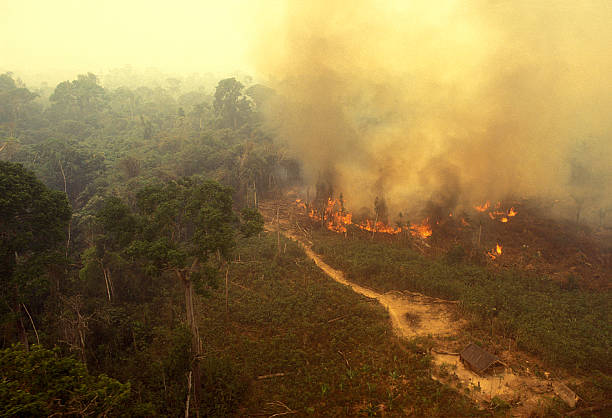 Fire in the Amazon Aerial view of a fire in the rainforest. ecological reserve photos stock pictures, royalty-free photos & images