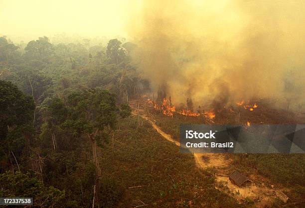 Fire In The Amazon Stock Photo - Download Image Now - Fire - Natural Phenomenon, Amazon Region, Amazon Rainforest